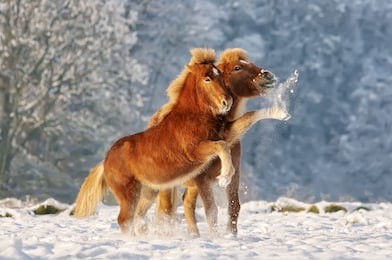 two icelandic horses, a foal and its mommy playing snowball fight in a snowy winter landscape, germany