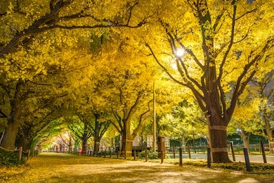 japanese landscape, the ginkgo bunches of aoyama gaien night view in autumn colors at tokyo