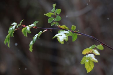 snow-covered green leaves close-up.