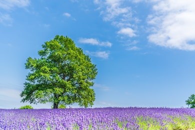 japanese landscape, the horomi pass passage lavender at hokkaido sapporo.(beyond lavender, you can overlook the cityscape of sapporo)