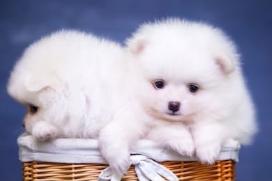 cute white fluffy puppy pomeranian spitz 