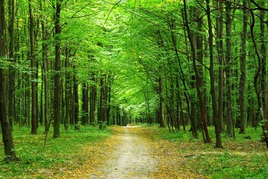 beautiful green forest in summer