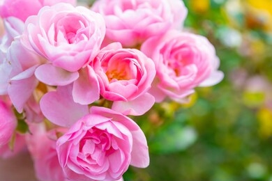 a close-up of beautiful roses
