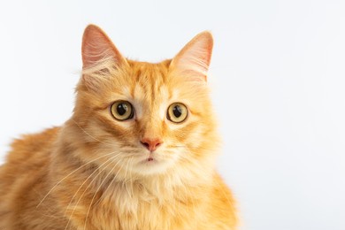 tiger red cat with beautiful hairs on a white background