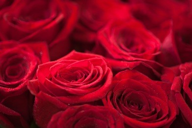 red roses close up. background.