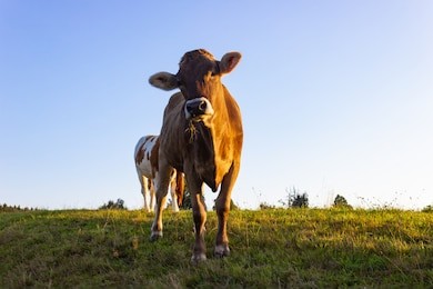 allgau cows at sunset with blue sky on bavaria countryside at summer warm evening