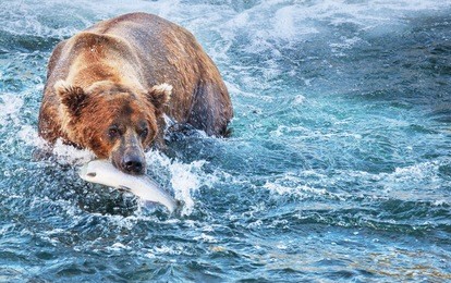 fishing bear in alaska