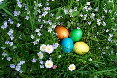 colorful easter egg in the fresh  spring meadow