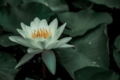 lotus flower close-up
