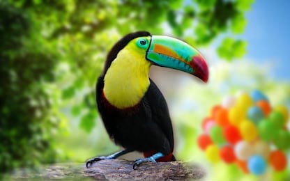 the bird is beautiful too much attraction looks good