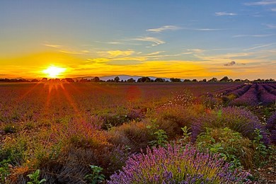 lavender in provence
