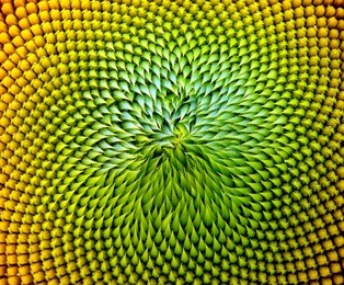 beautiful warm sunflower close