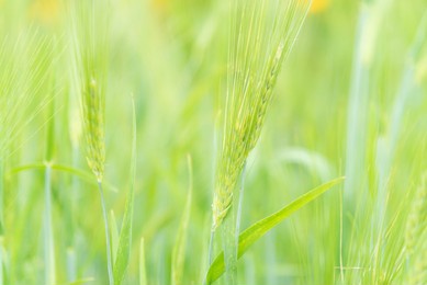 green background of barley, a kind of cereal, to nature concept.