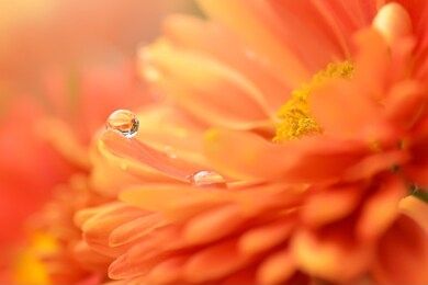 grain of dew on flower petals