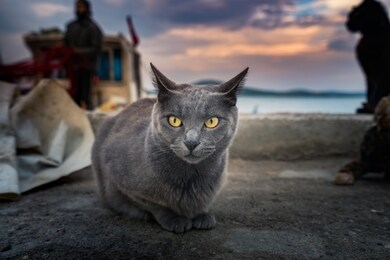 cute cats of cunda, turkey