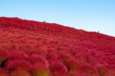 kochia hitachi seaside park pleasure garden ibaraki japan