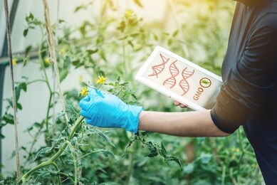 woman scientist genetic engineer with a tablet testing the plant for the presence of genetic modification. gmo products and organisms