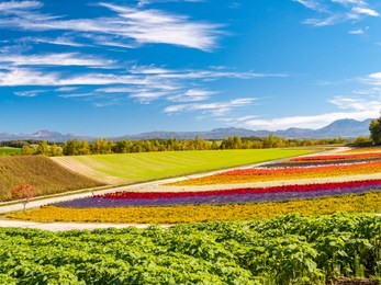 panoramic colorful flower field in shikisai-no-oka, biei, hokkaido, japan. vivid flower streak pattern attracts visitors. it is a very popular spot that can not be missed if sightseeing in hokkaido.