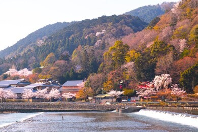 kyoto , cherry blossom blooming arashiyama in spring