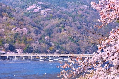 kyoto arashiyama, cherry blossom blooming tsukihashi bridge in spring