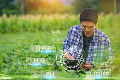 farmer, owner soybean farm using touch pad for check soybean quality in the field. smart farm with visual graphic 