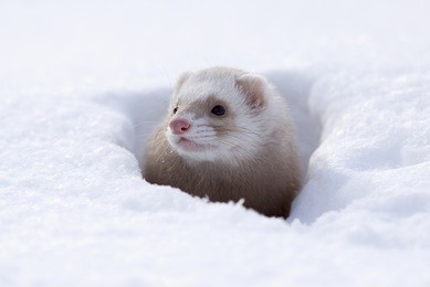 ferret