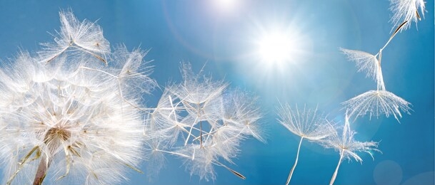 detailed close up of beautiful dandelion seeds blown in blue and turquoise background