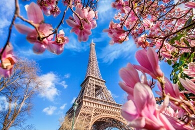 eiffel tower with blossom of magnolias in paris in spring