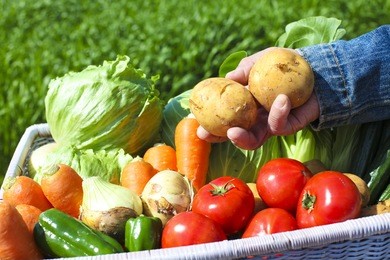 harvest of vegetables