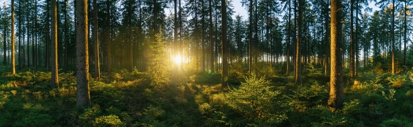forest panorama with sunsetlight