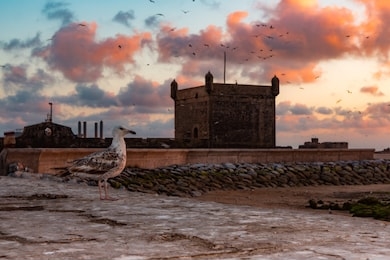 seagull bird and beautiful sunset sky with the ruins of old fortress in essaouira, morocco 