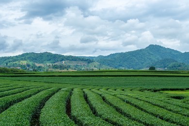 beautiful landscape of oolong tea plantations on the hills background in cloudy weather in singha park, chiang rai, northern thailand