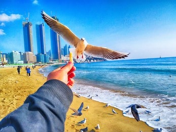the seagull trying to eat a saeukkang snack , haeundae beach, busan, south korea