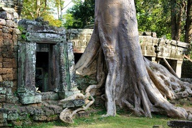 door and banyan tree roots in banteay kdei temple, angkor, cambodia