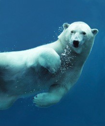 close-up of a swimming polar bear underwater looking at the camera.