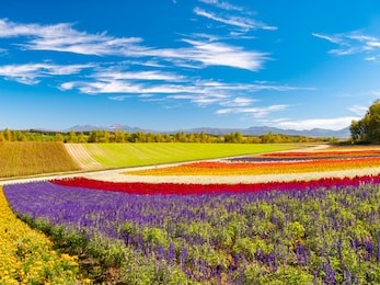 panoramic colorful flower field in shikisai-no-oka, biei, hokkaido, japan. vivid flower streak pattern attracts visitors. it is a very popular spot that can not be missed if sightseeing in hokkaido.