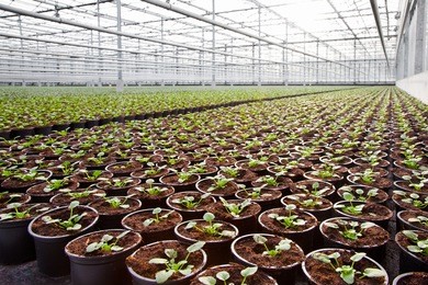crops are growing in a nursery greenhouse in the netherlands