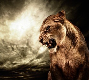 roaring lioness against stormy sky