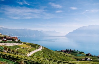 switzerland - wide green vineyard terrace in chexbres village in lavaux near vevey and montreux with lake geneva and swiss alps view in background, famous vineyard and winery destination