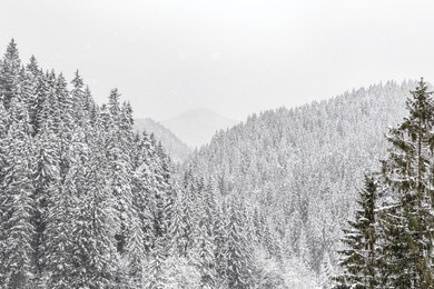 panoramic view of hills covered with snow-covered fir trees. winter over the mountains with tree.