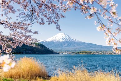 fuji mountain and sakura branches at kawaguchiko lake