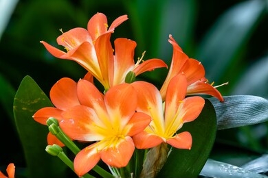 flower - poinsettia wishes, natal lily, bush lily or kaffir lily (clivia miniata) against a blur background.