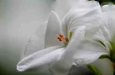 flower - zonal geraniums, horse-shoe pelargonium or wildemalva (pelargonium zonale) isolated in blur background