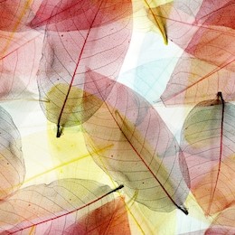 seamless  leaves background