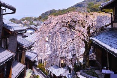 higashiyama ward, kyoto city. weeping cherry tree is sannenzaka of the landscape in full bloom.