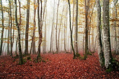beautiful beech forest with fog