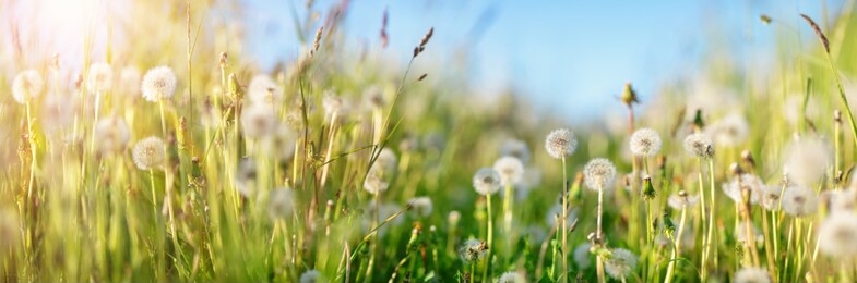 field with dandelions and blue sky