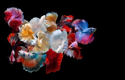 multi color siamese fighting fish(rosetail),fighting fish,betta splendens,on black background with clipping path
