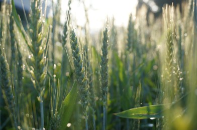 wheat morning dew 
