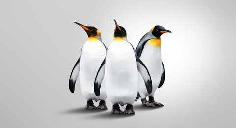 three emperor penguins isolated on gray background. penguins are in a row